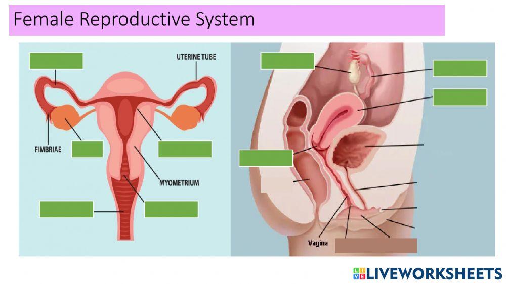 Human Reproductive System