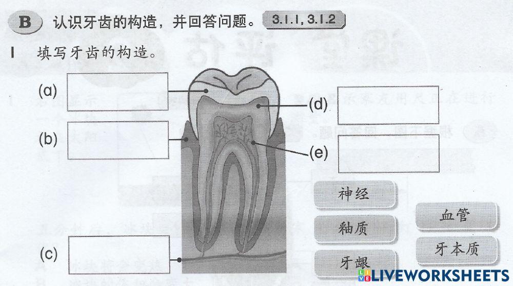 3：认识我的牙宝贝