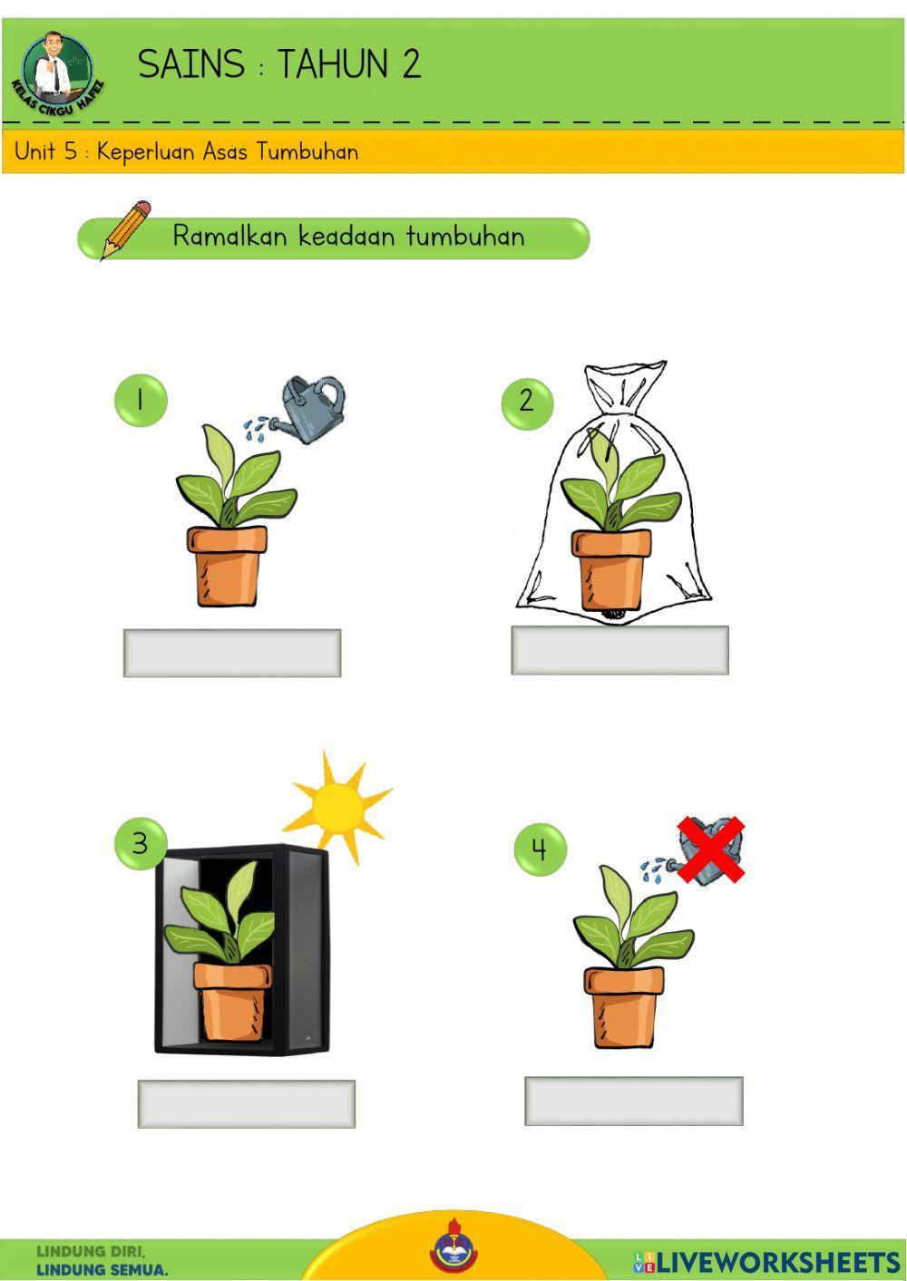 Sains T2 - Keperluan asas tumbesaran tumbuhan
