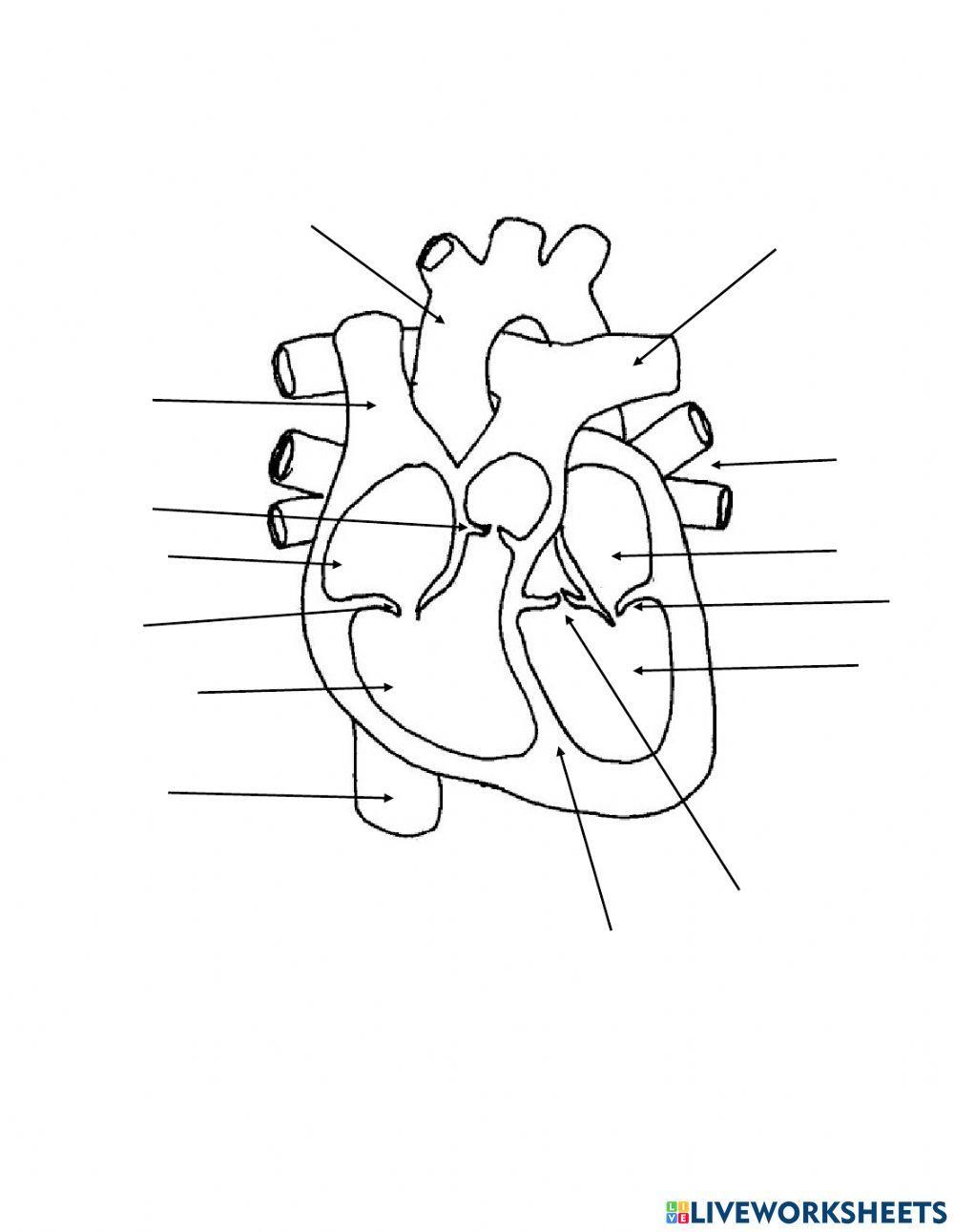 Heart Diagram Review worksheet Live Worksheets