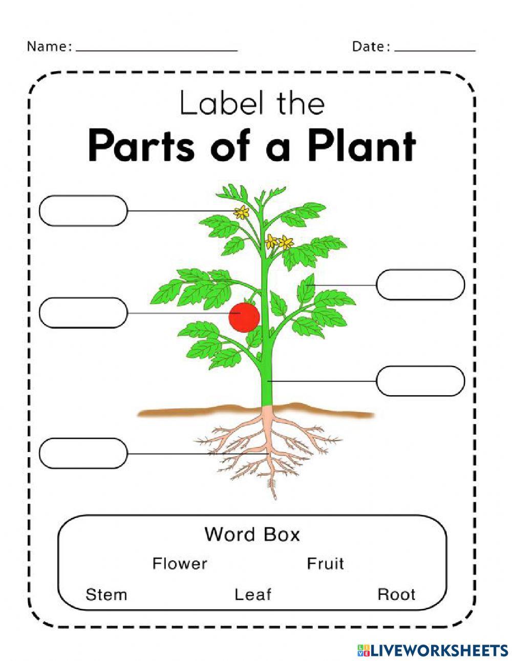 Parts of the plants