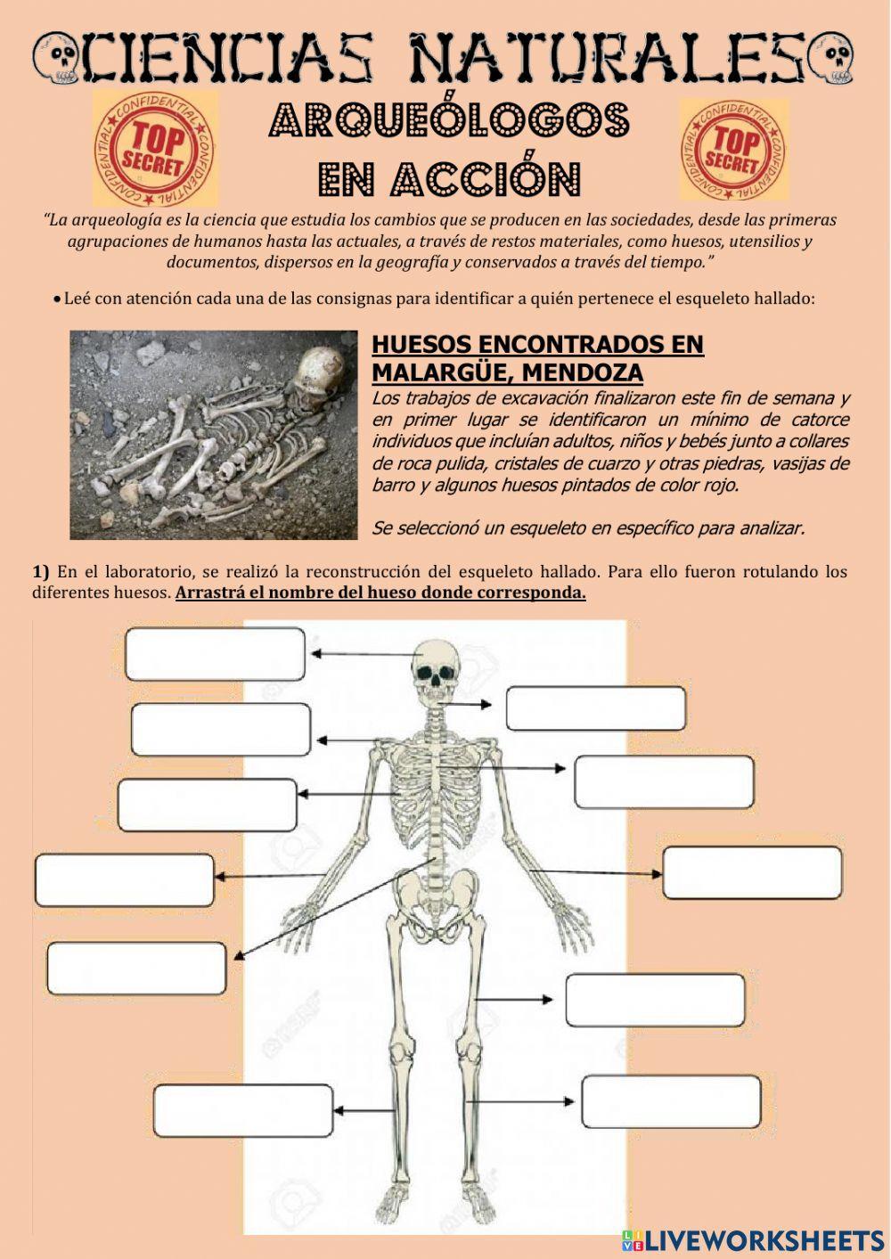 Sistema Osteo-artro-muscular