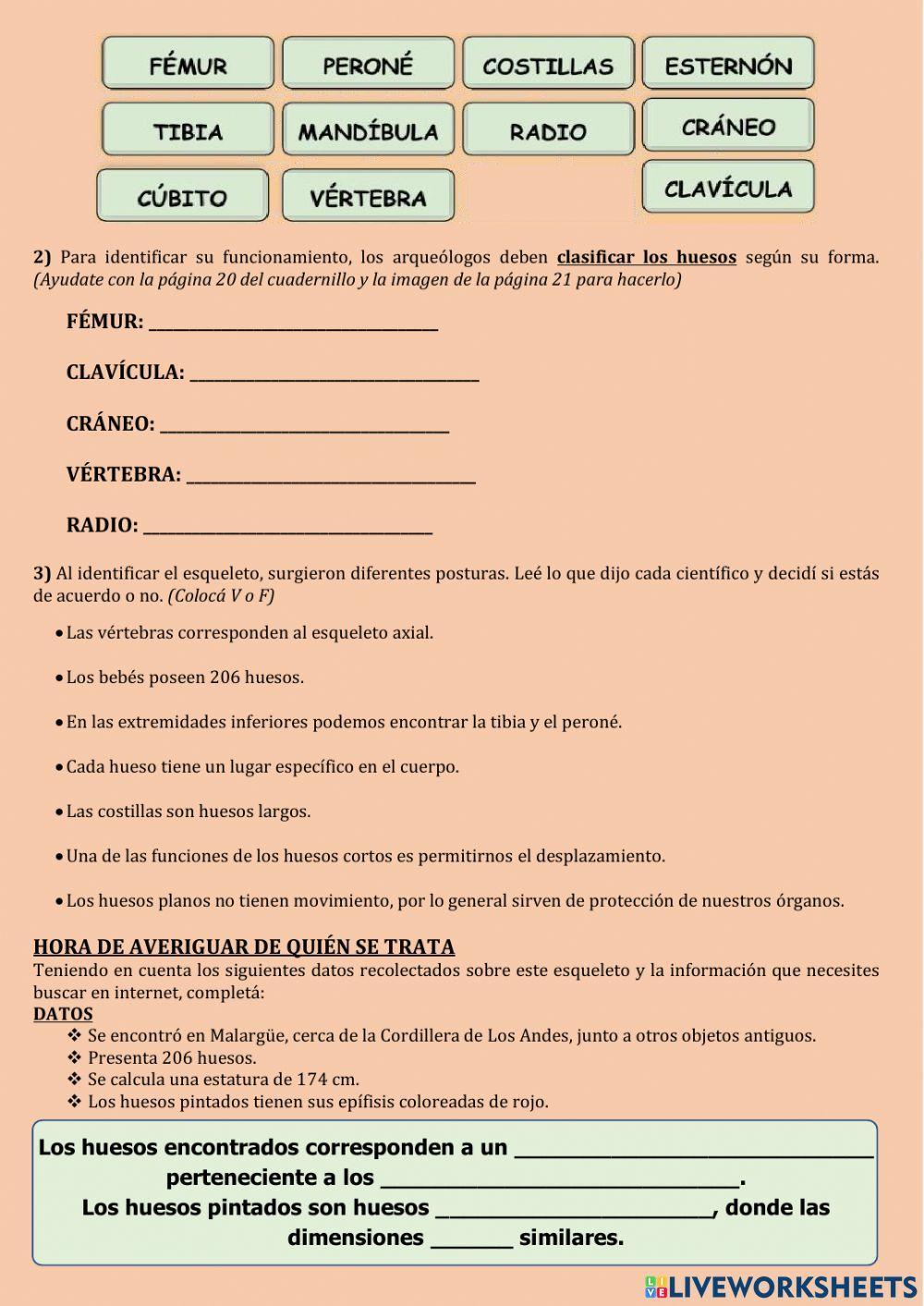 Sistema Osteo-artro-muscular