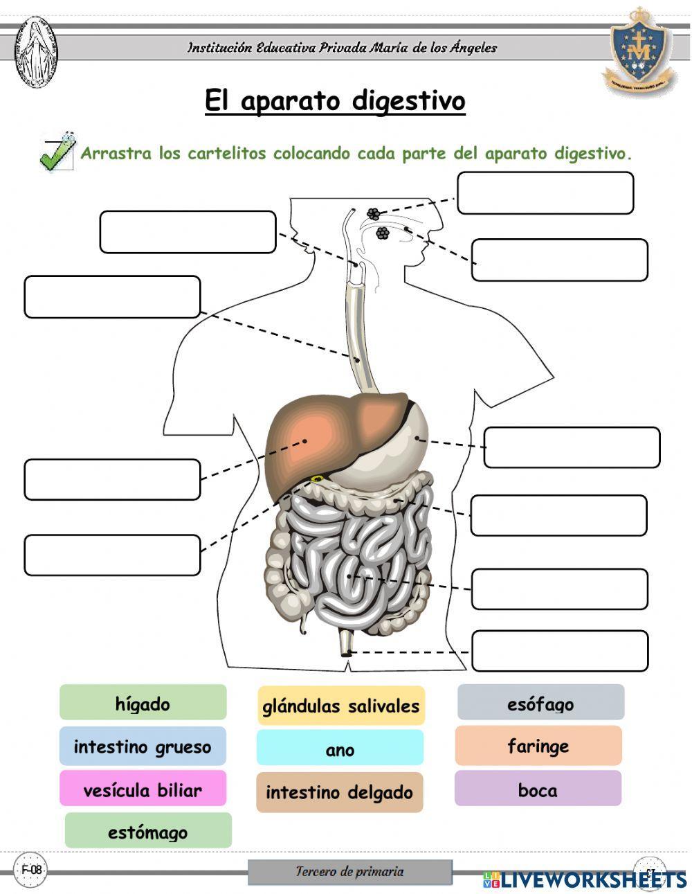 La digestión y el aparato digestivo
