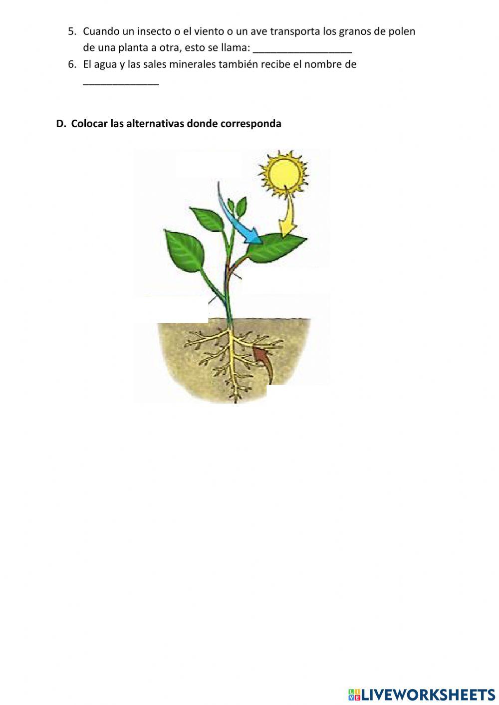 Reino Animal y Vegetal