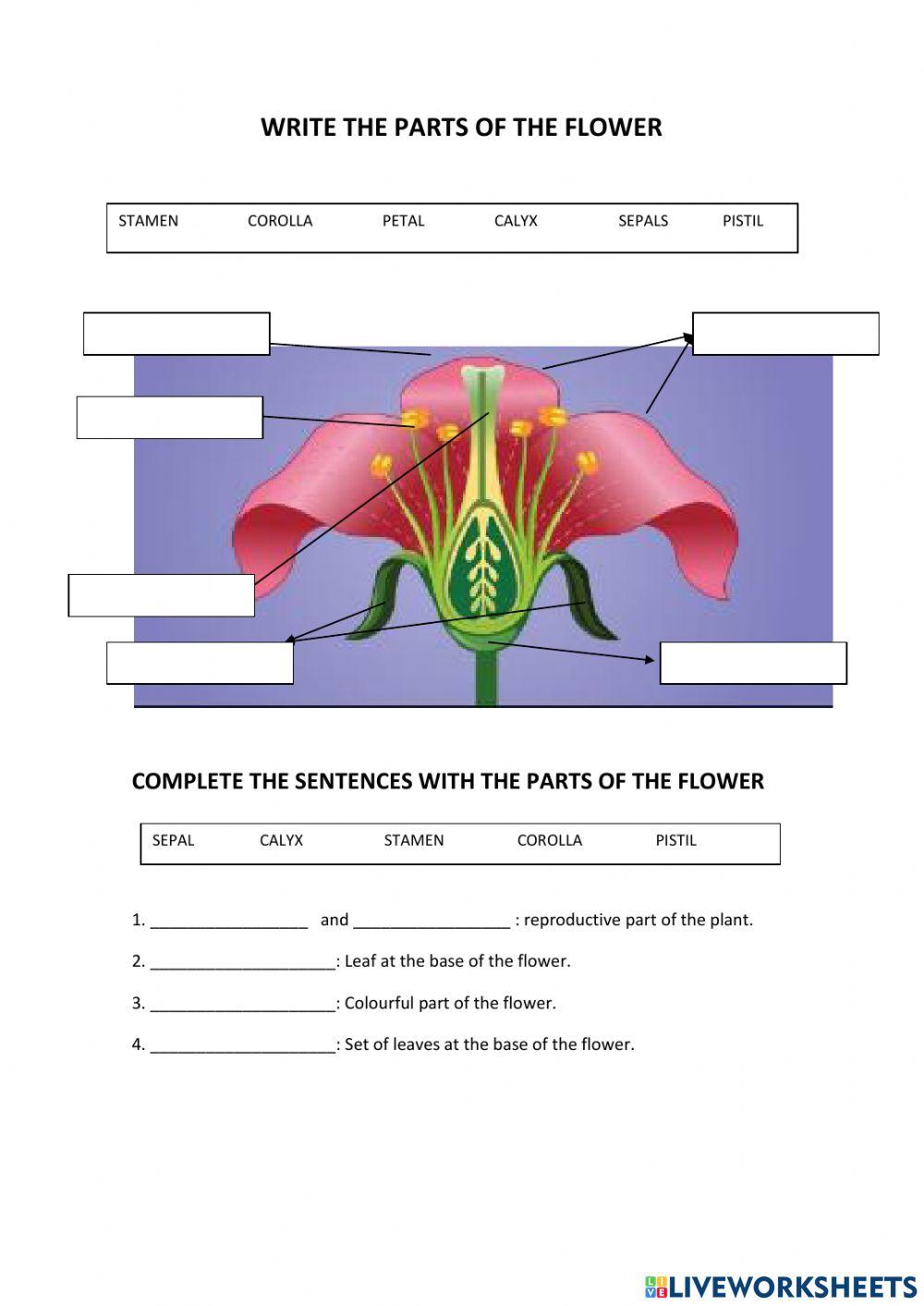 Parts of a flower