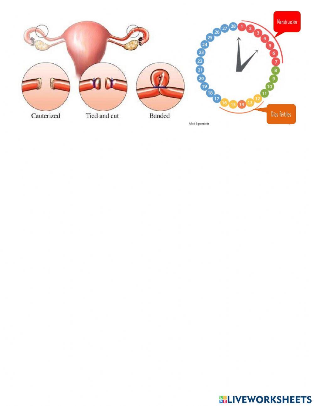 Control n°2 Ciencias