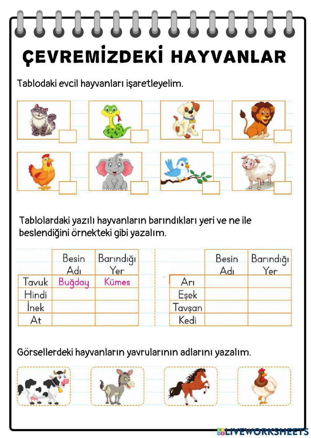 Çevremizdeki Hayvanlar