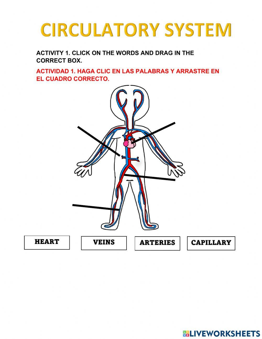 Circulatory System