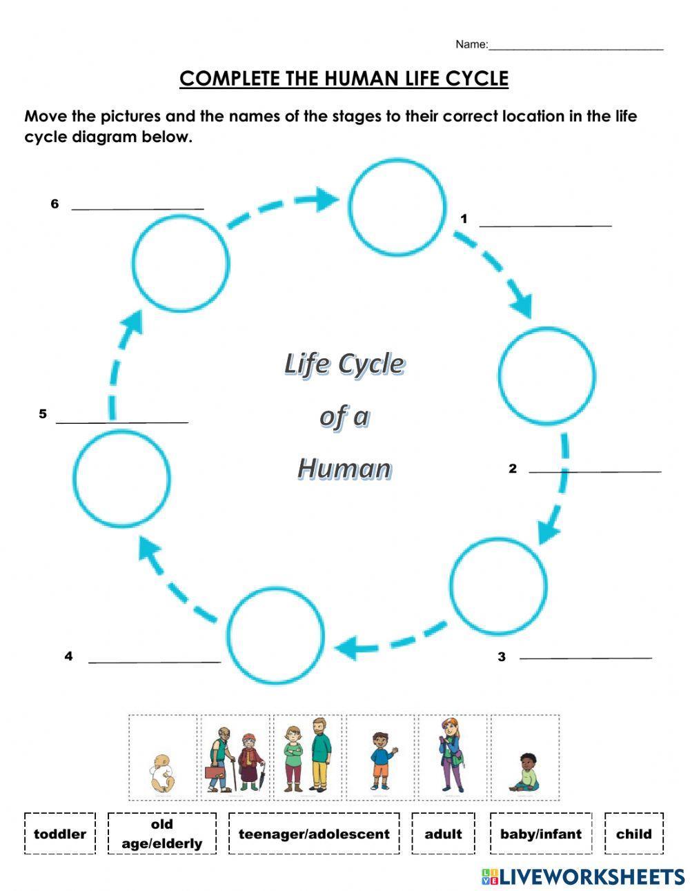 human-life-cycle-978204-onesim-live-worksheets