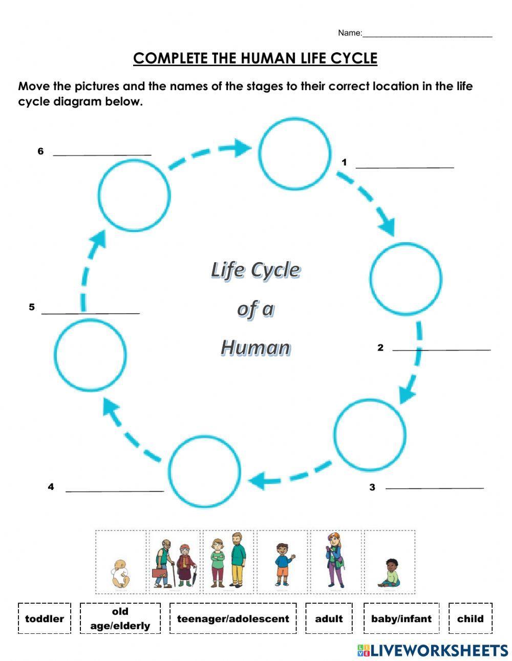 Human Life Cycle