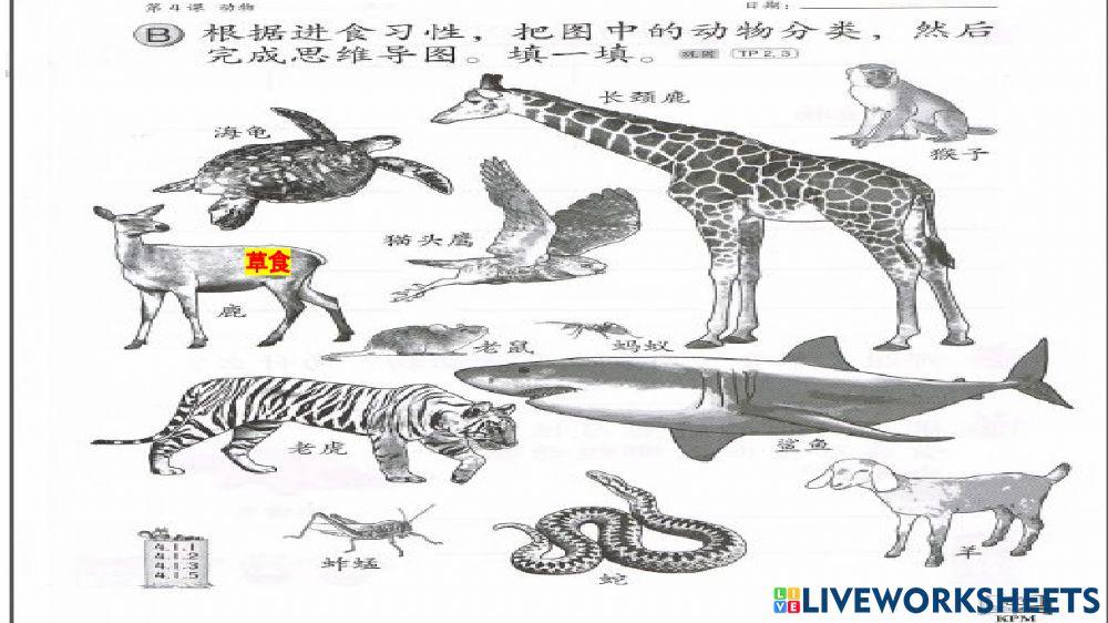 动物的进食习性