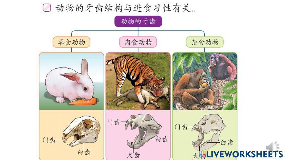 动物的进食习性