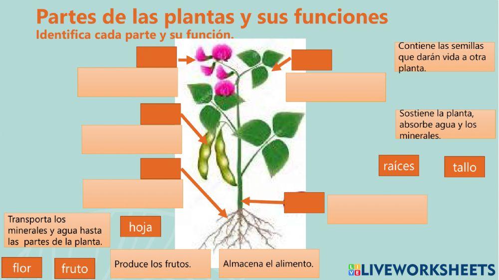 Partes de las plantas y funciones
