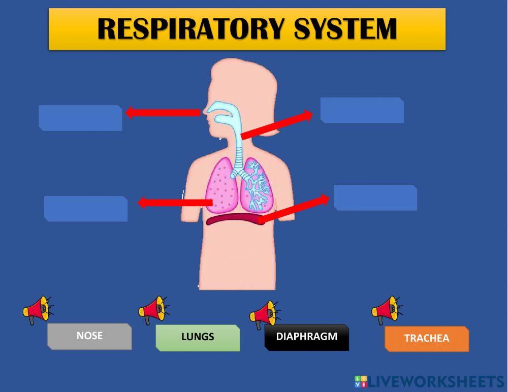 Respitaroy System 1