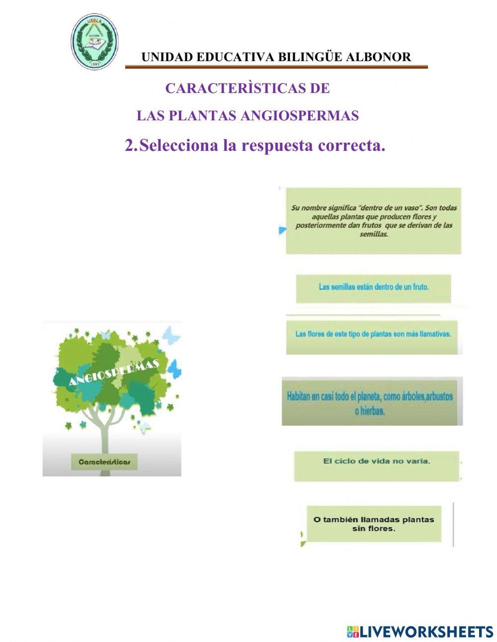 Plantas angiospermas