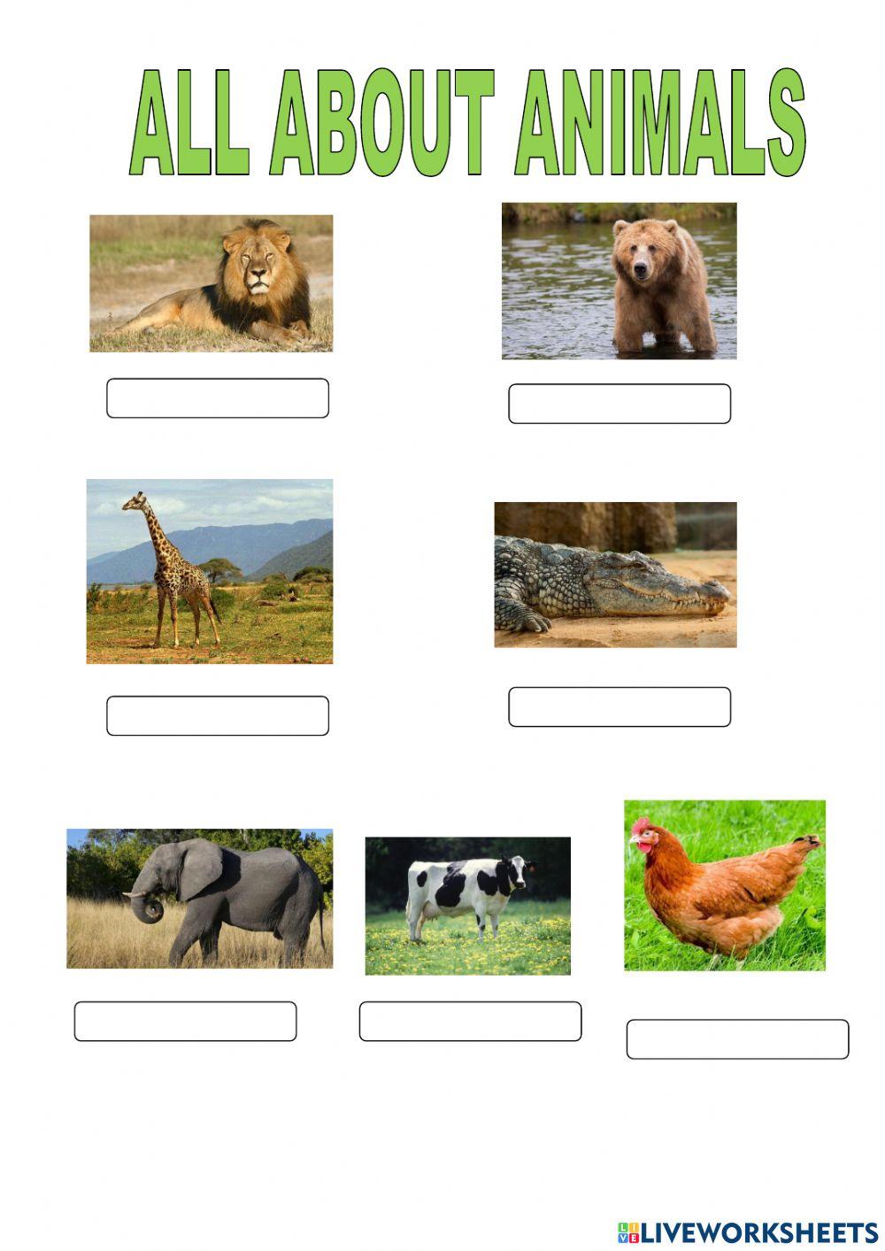 All about animals All about animals