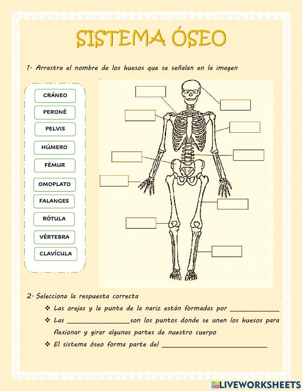 Sistema óseo Sistema óseo