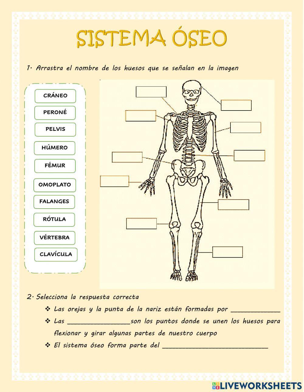 Sistema óseo