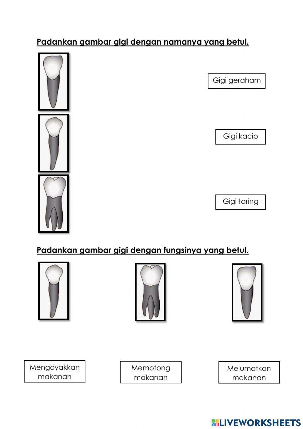 Sains tahun 3 manusia