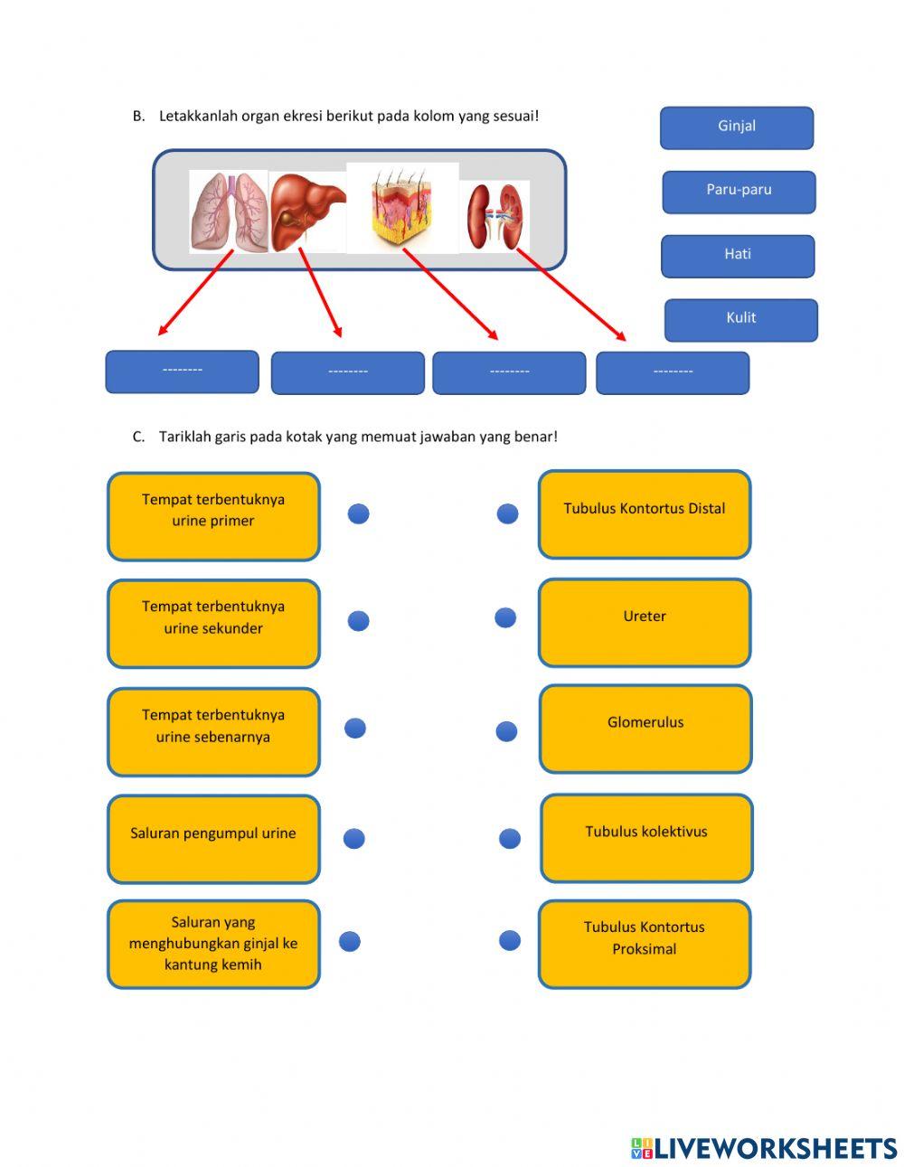 LKPD SISTEM EKSKRESI PADA MANUSIA