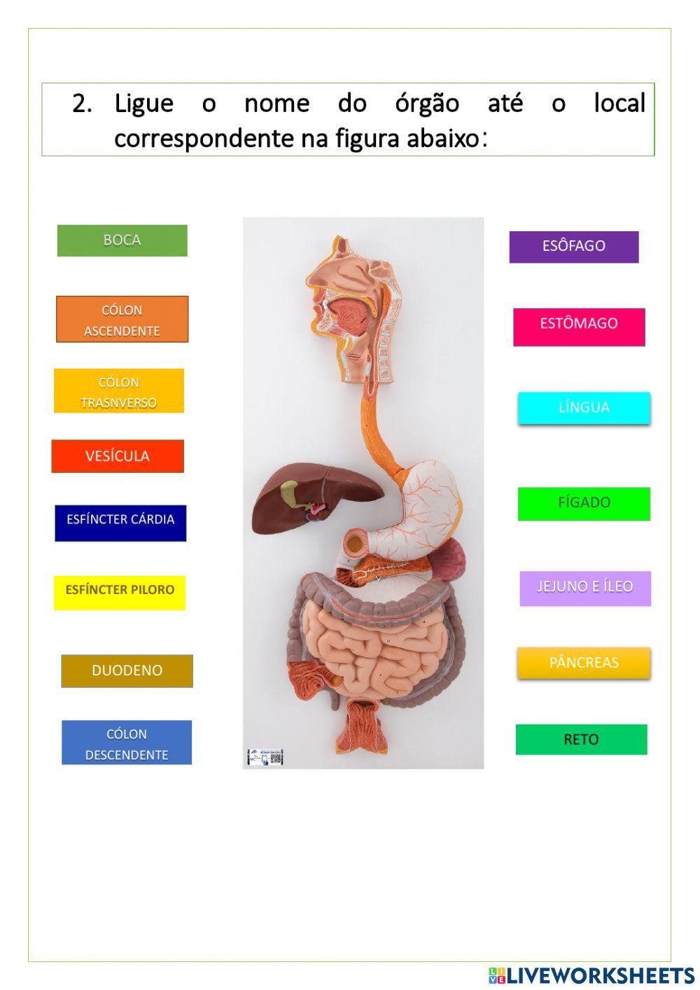 Atividade Sistema digestório e enzimas digestivas