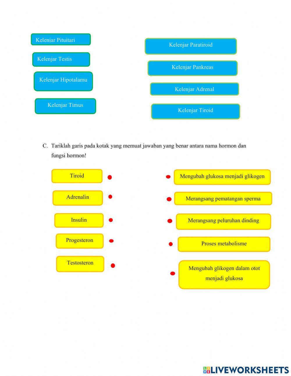 SISTEM ENDOKRIN PADA MANUSIA