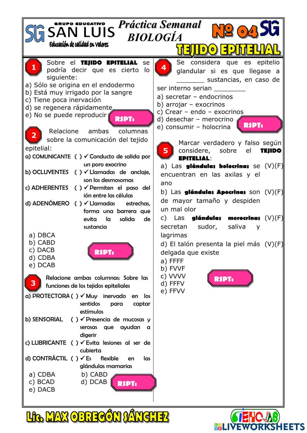 Spb-tejido epitelial