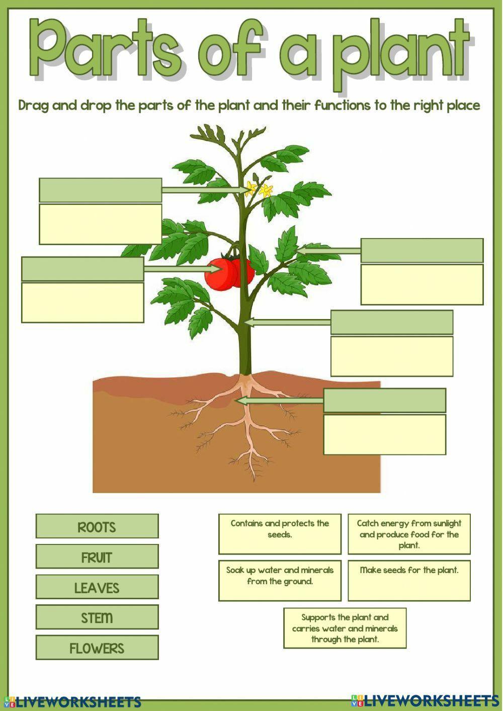 Plants diagram