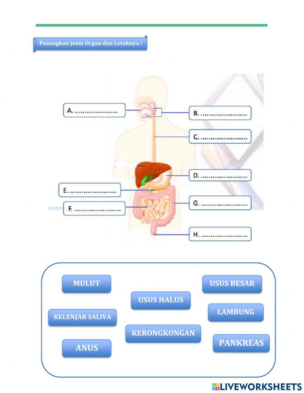 Lkpd sistem pencernaan
