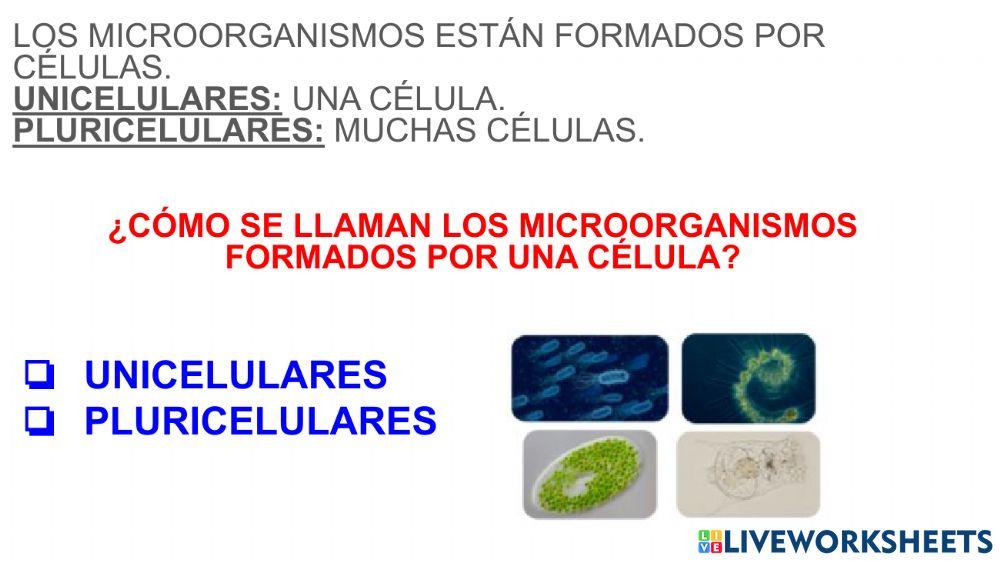 Microorganismo