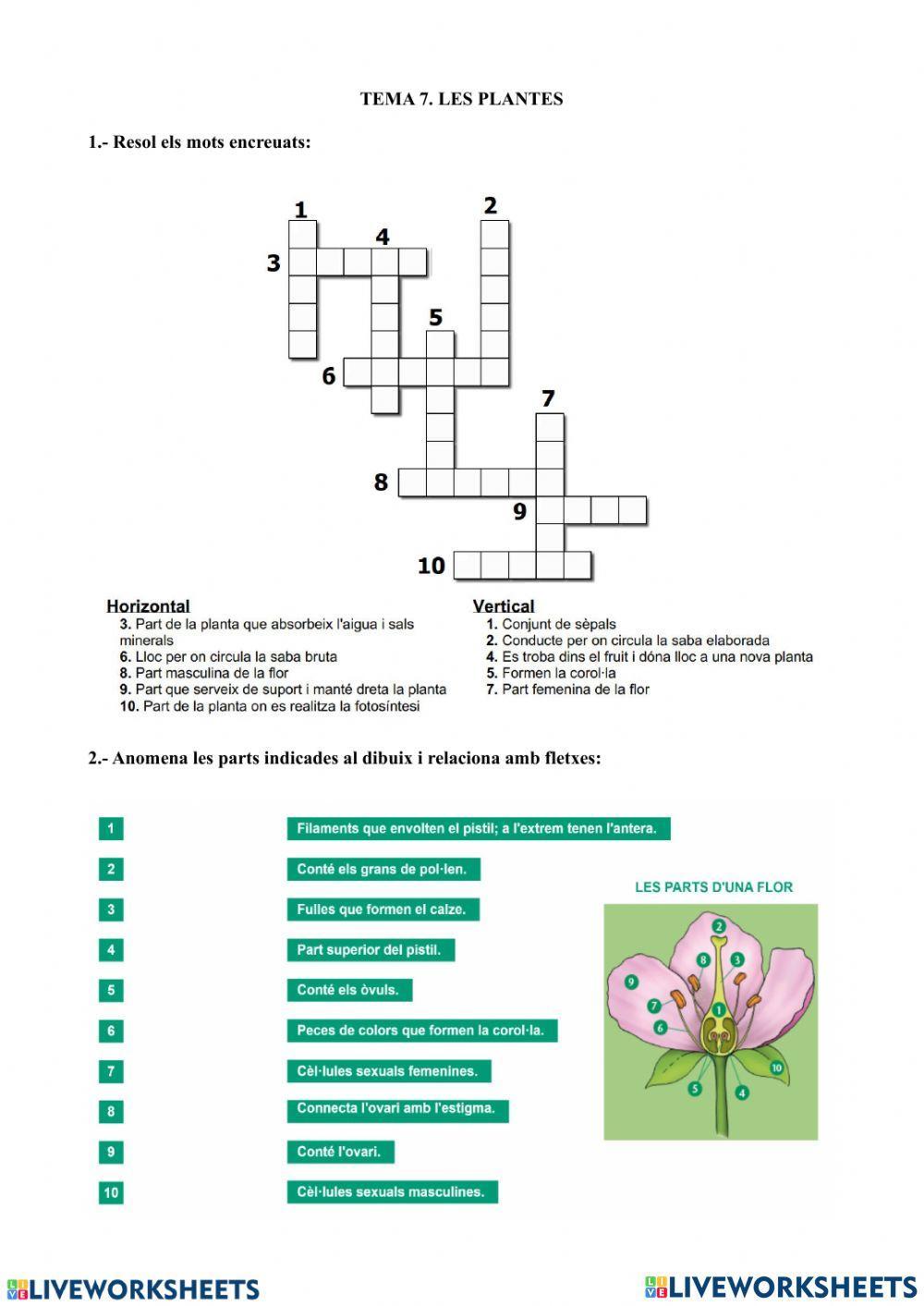 Pràctica online la reproducció de les plantes