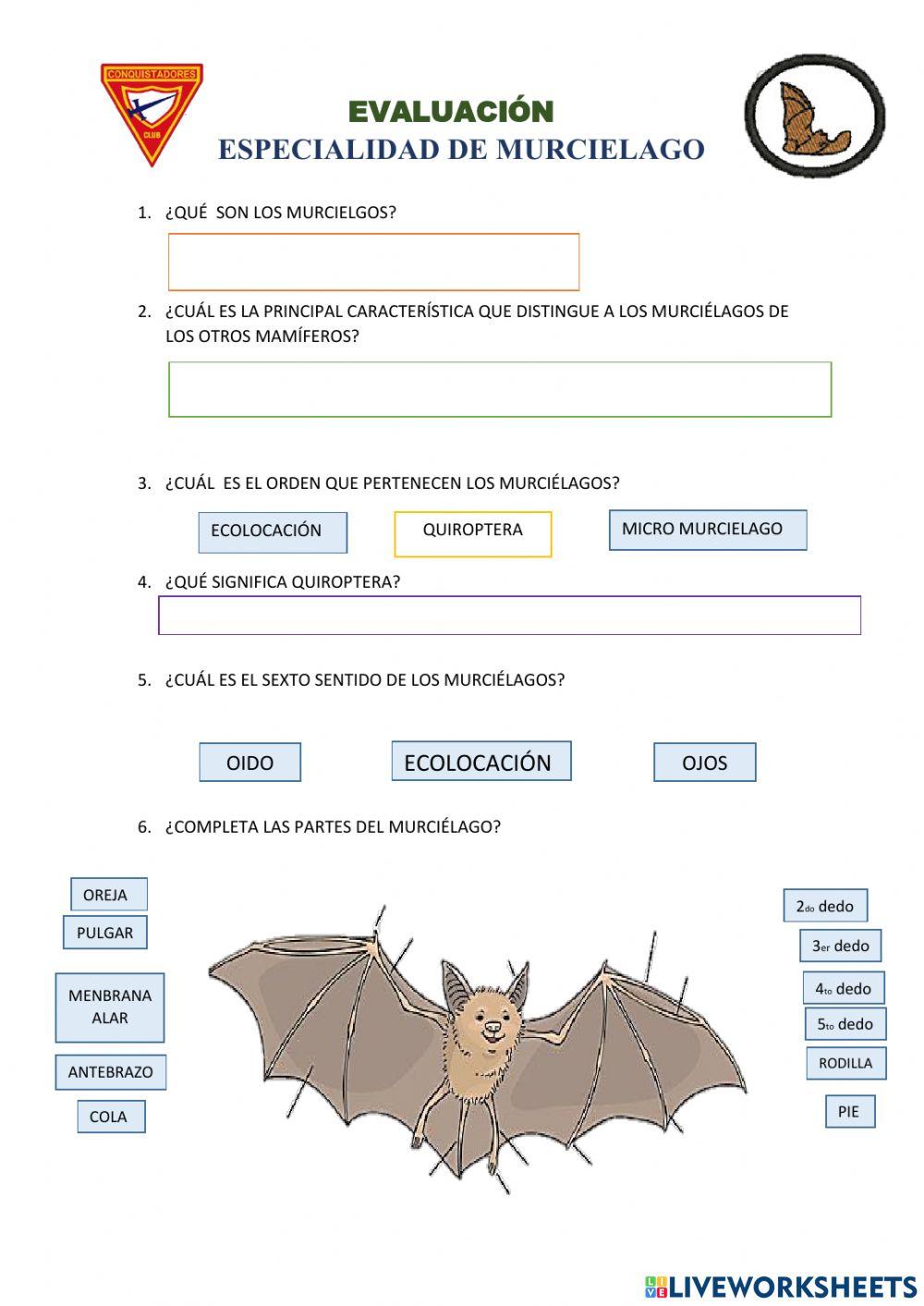 Especialidad de murciélagos