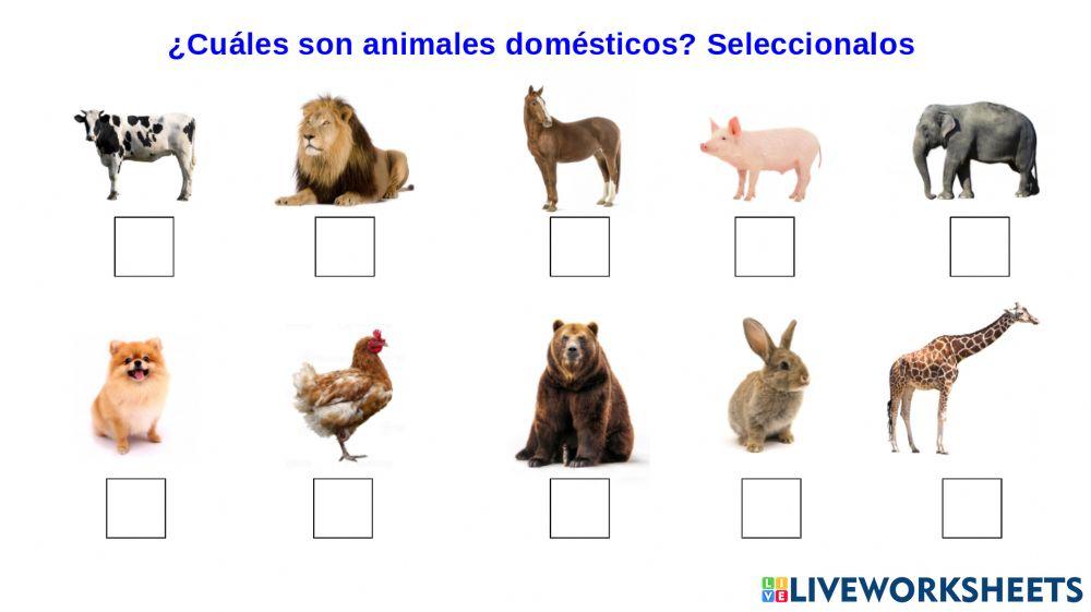 Animales Domésticos