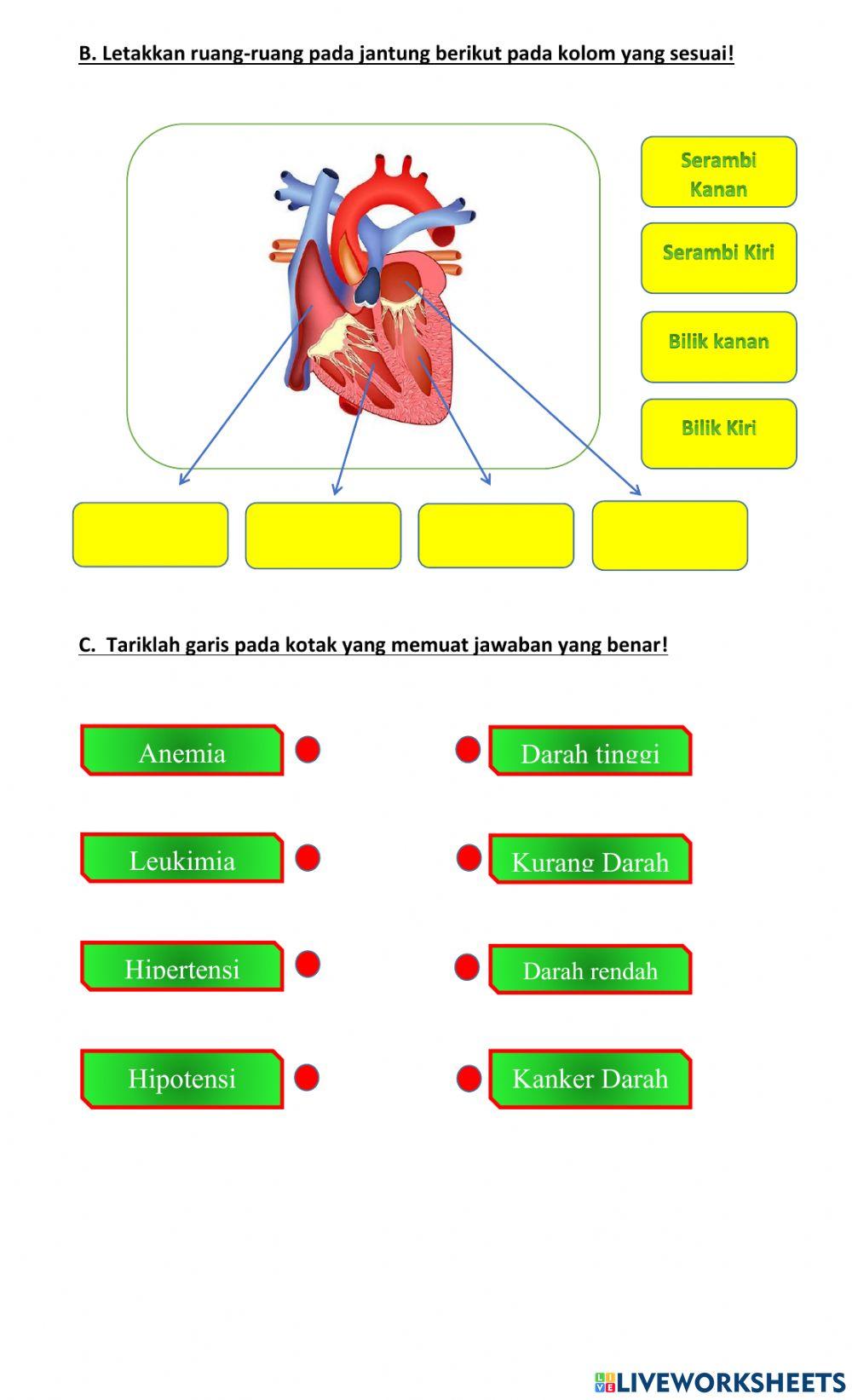 SISTEM PEREDARAN DARAH MANUSIA