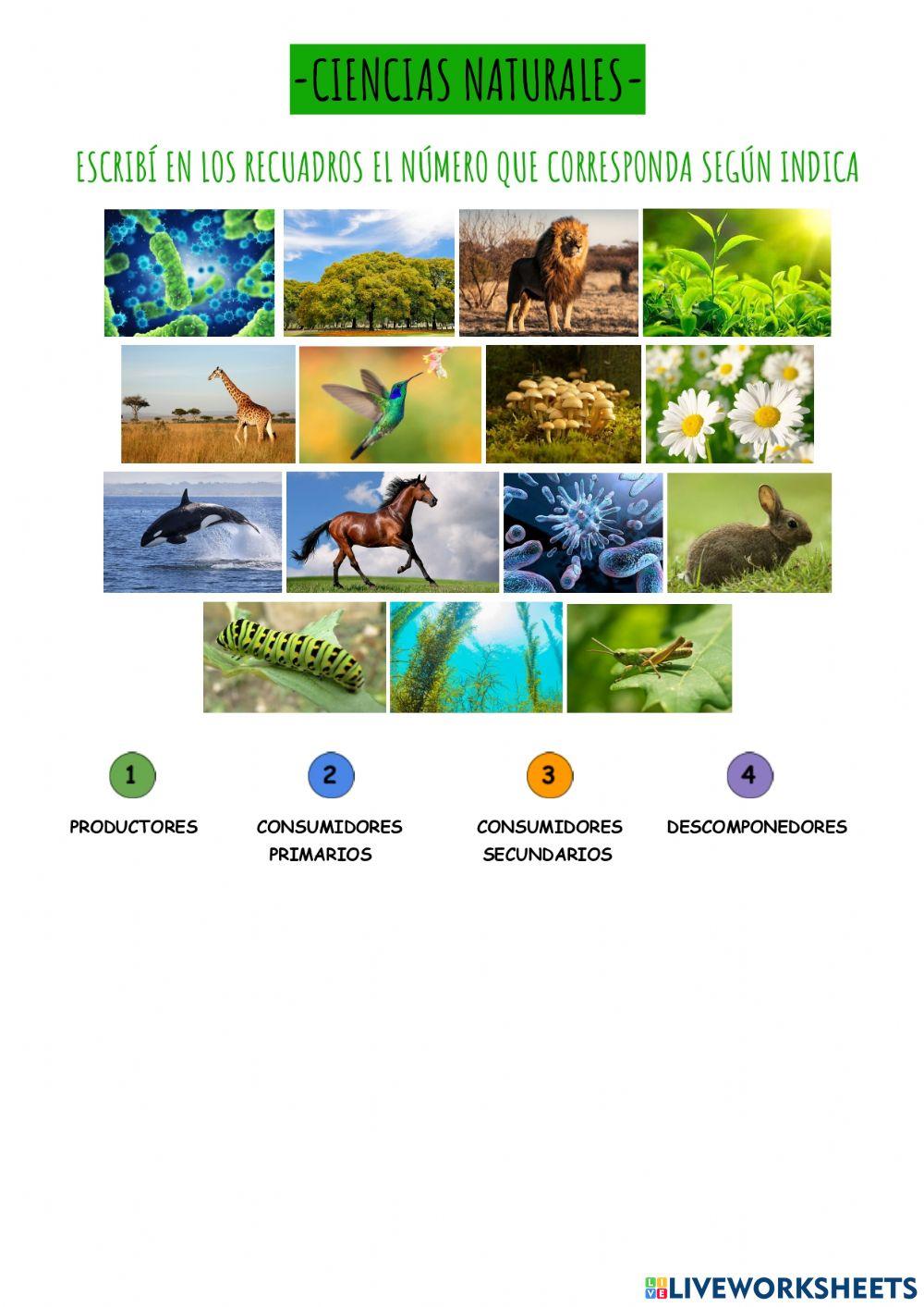 Cadenas alimenticias