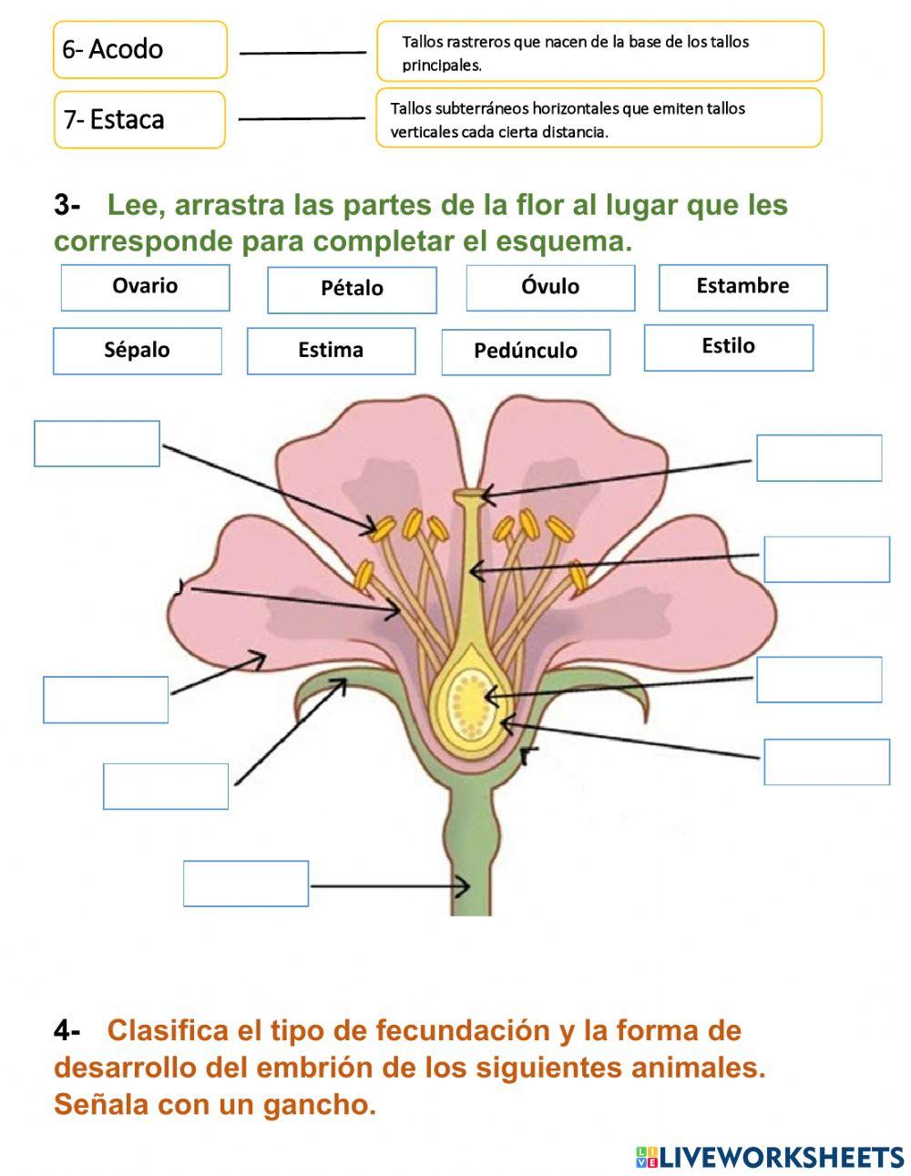 Reproducción de los seres vivos