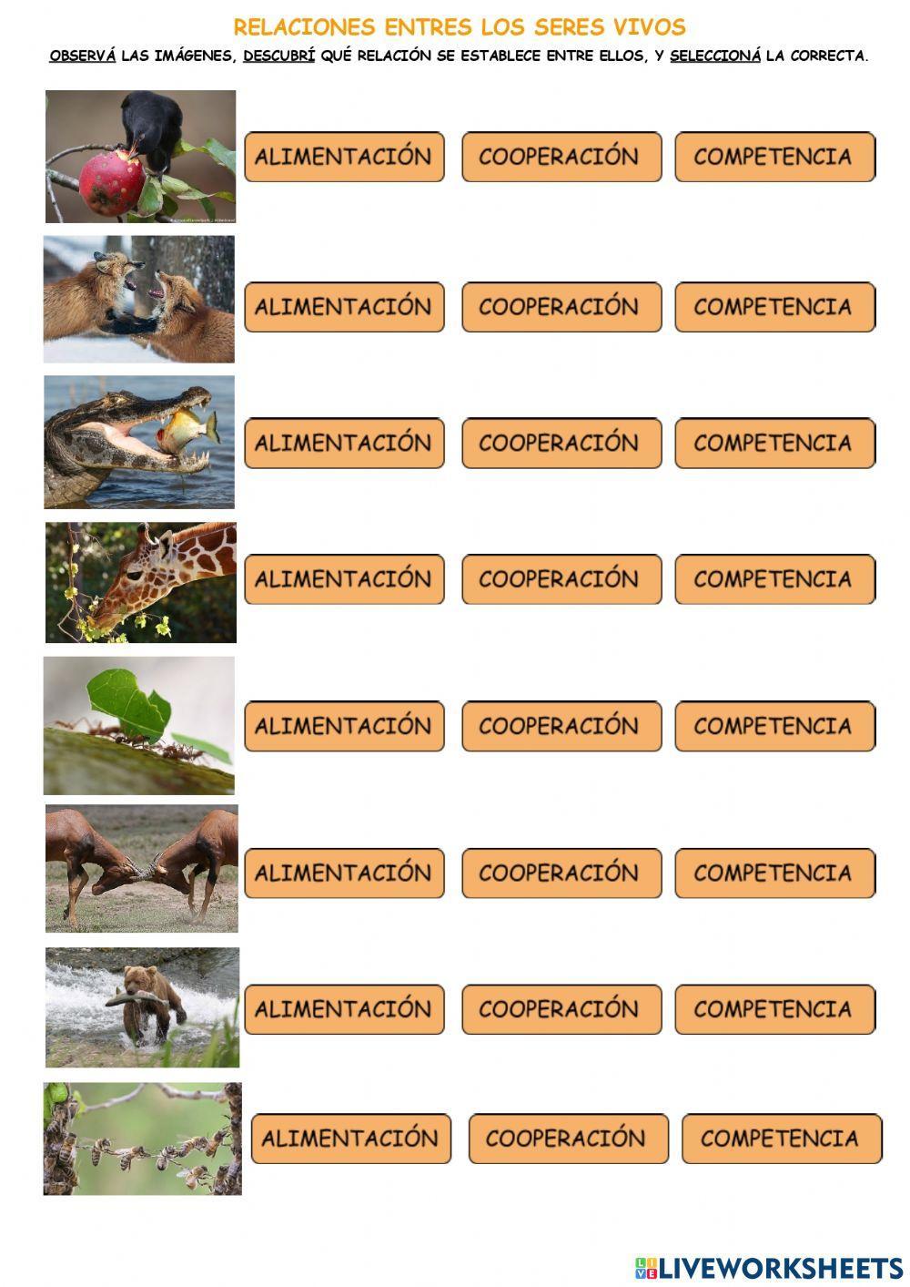 Relaciones en ecosistemas