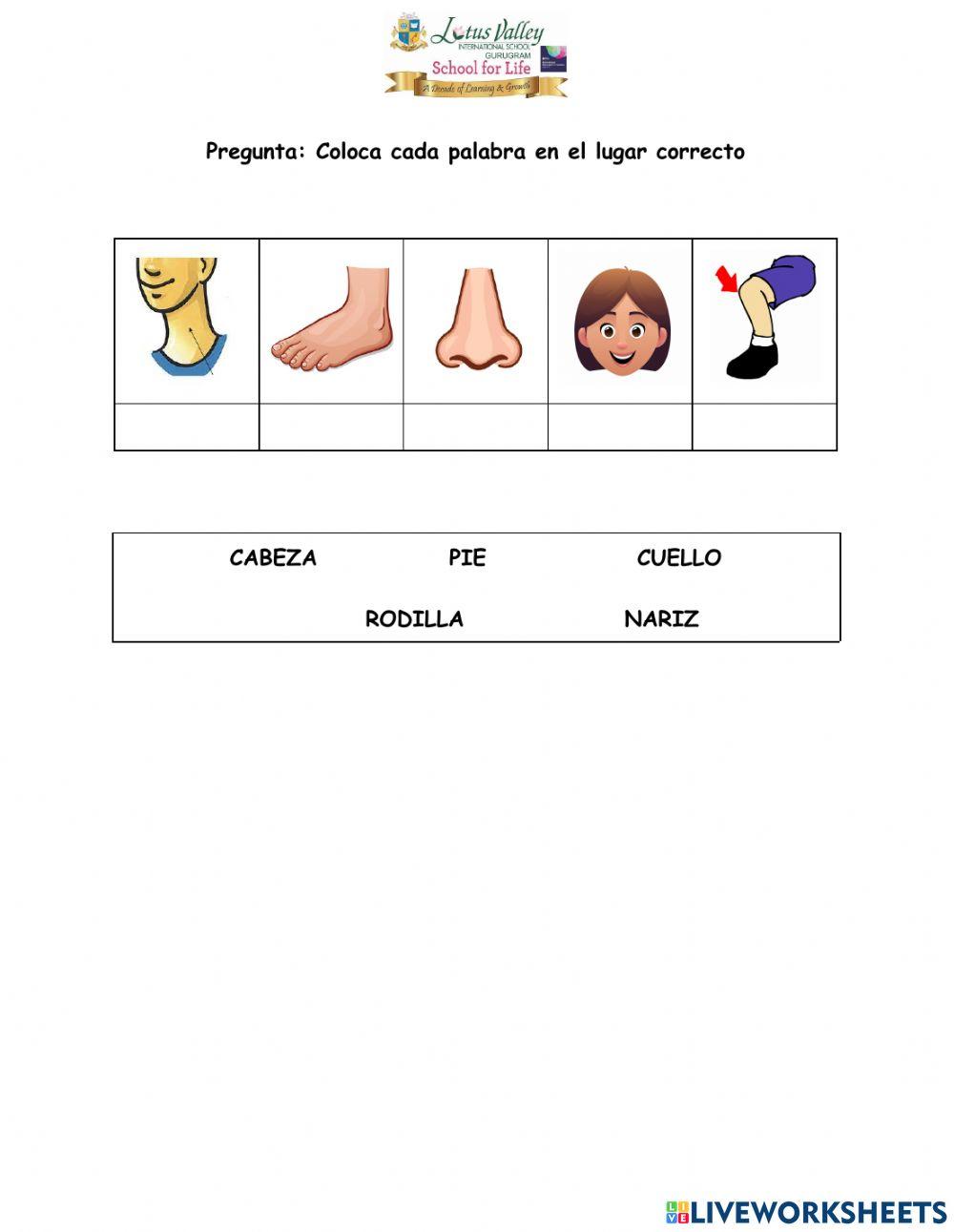 Las partes del cuerpo