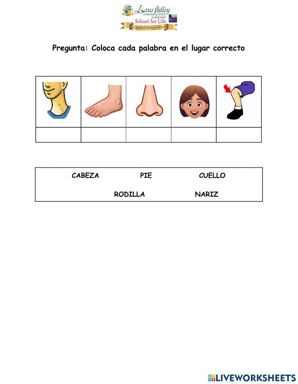 Las partes del cuerpo