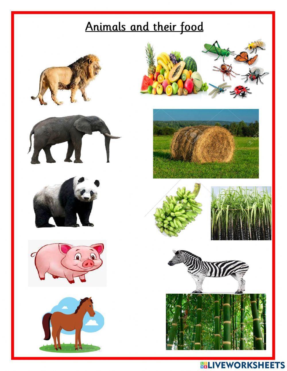 Food From Animals food-from-animals