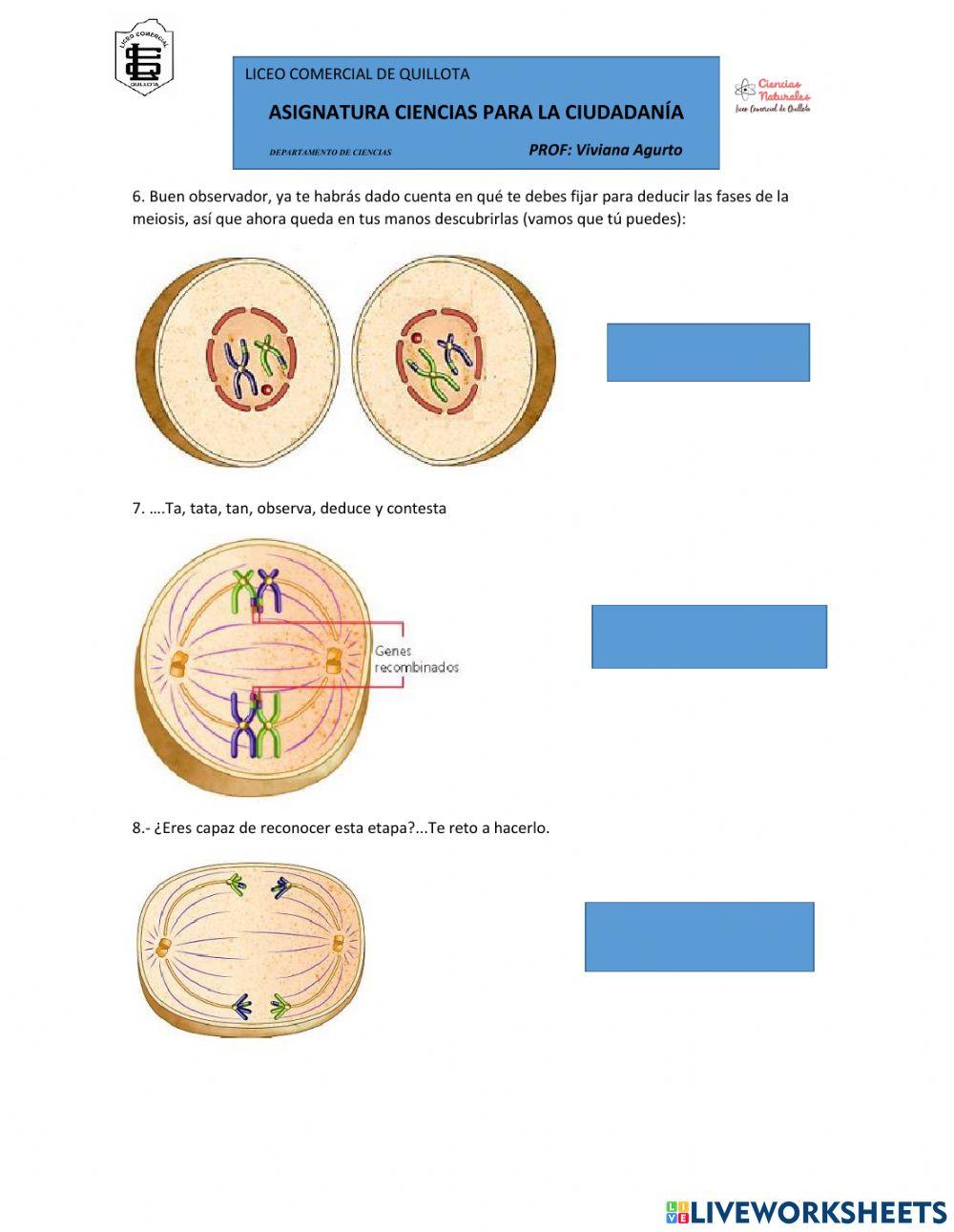 Meiosis