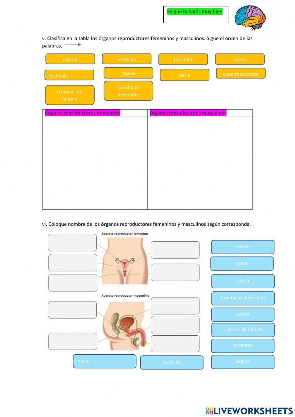 Aparato reproductor humano