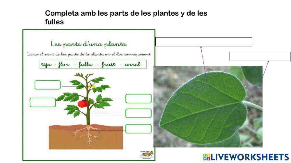 Les plantes