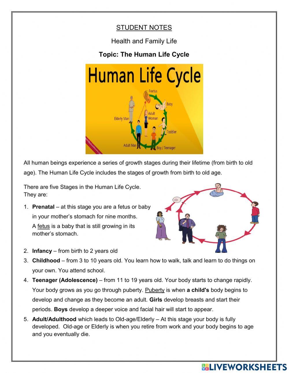 Human Life Cycle