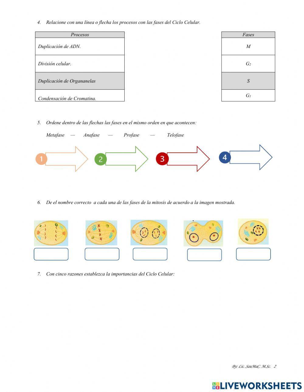 Ciclo Celular—Ciencias—8˚