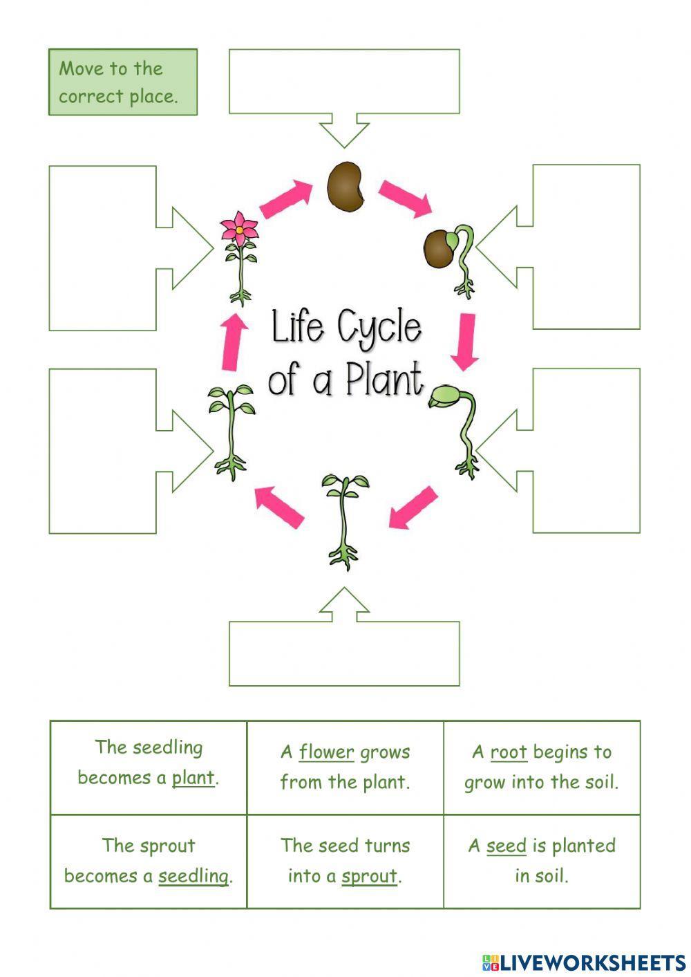 Life cycle of a plant.