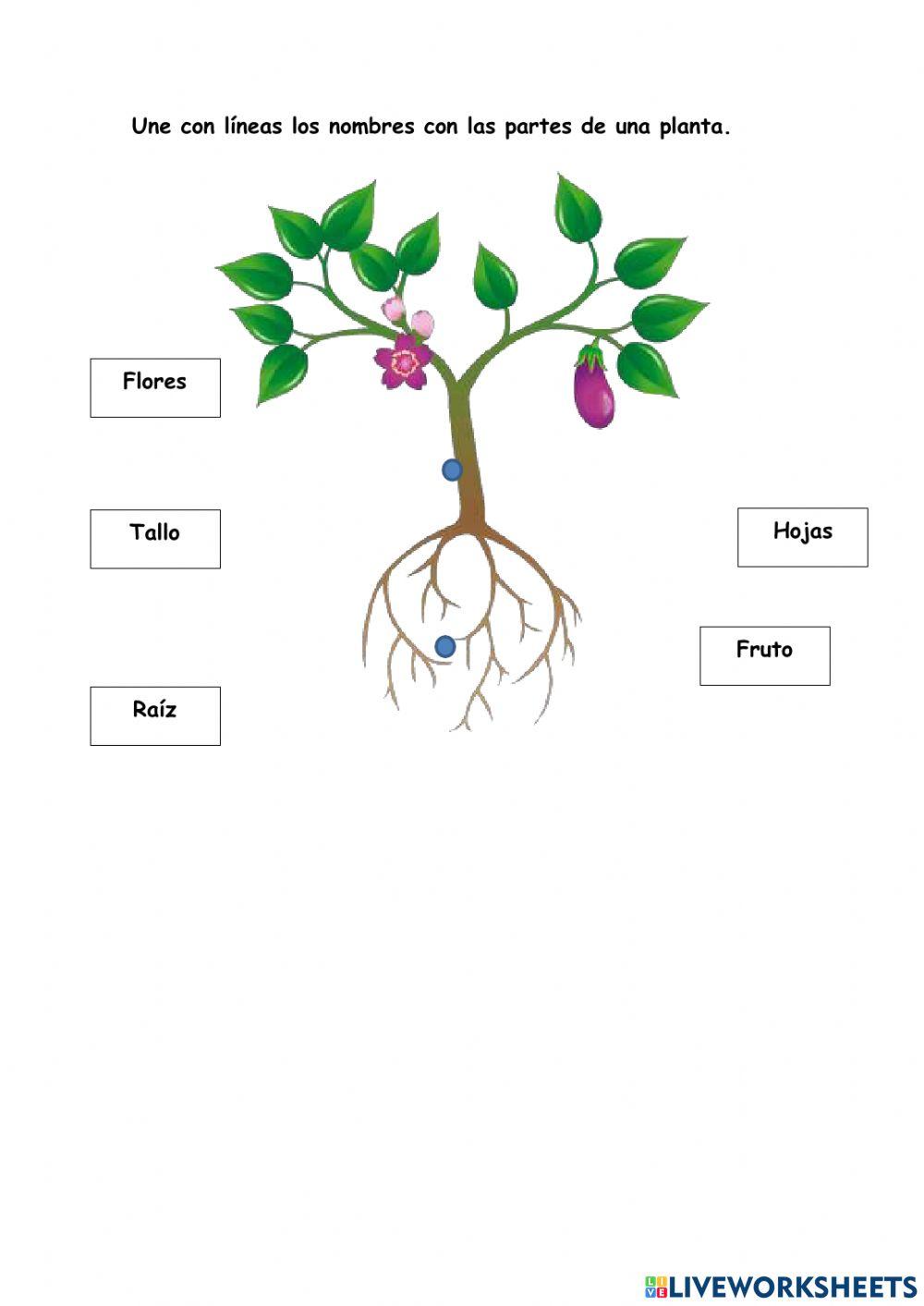 Prueba de diagnòstico ciencias