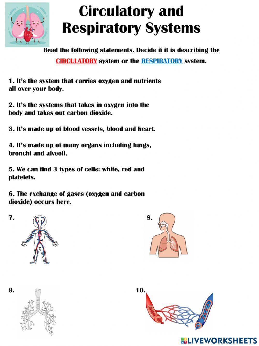 Circulatory and Respiratory System
