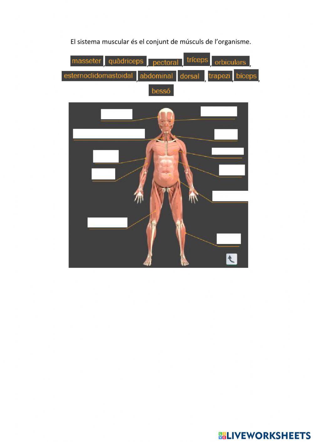 La relació amb l'èsser humà